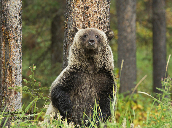 Grizzly Bear - Juvenile