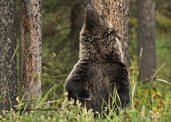 Grizzly Bear - Juvenile