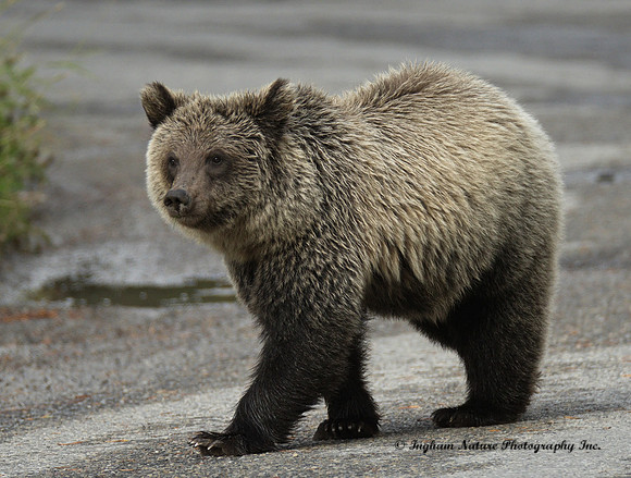 Grizzly Bear - Juvenile