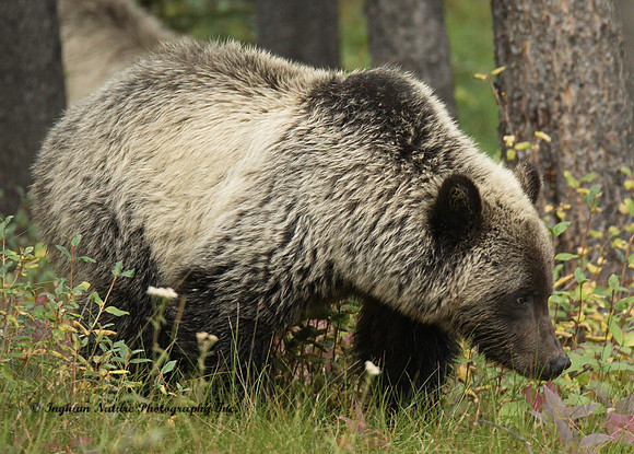 Grizzly Bear - Juvenile