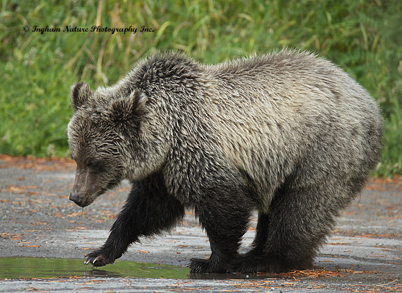 Grizzly Bear - Juvenile