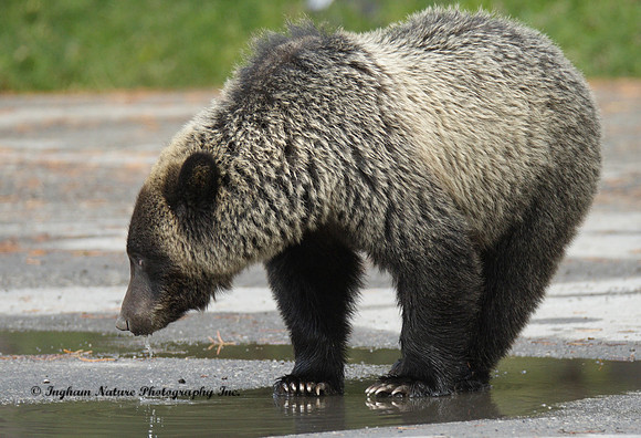 Grizzly Bear - Juvenile