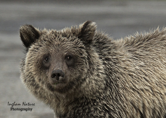Grizzly Bear - Juvenile