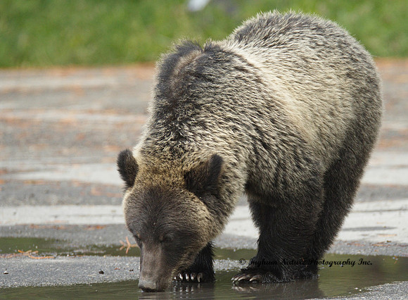 Grizzly Bear - Juvenile