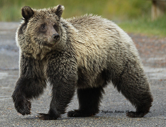 Grizzly Bear - Juvenile