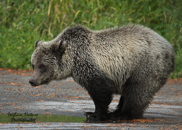 Grizzly Bear - Juvenile