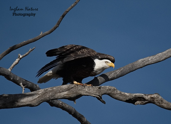 American Bald Eagle - Adult