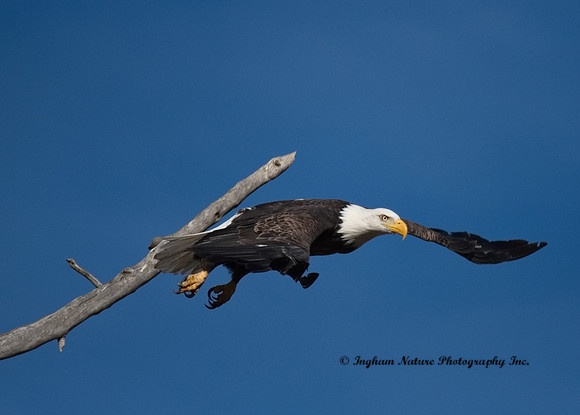 American Bald Eagle