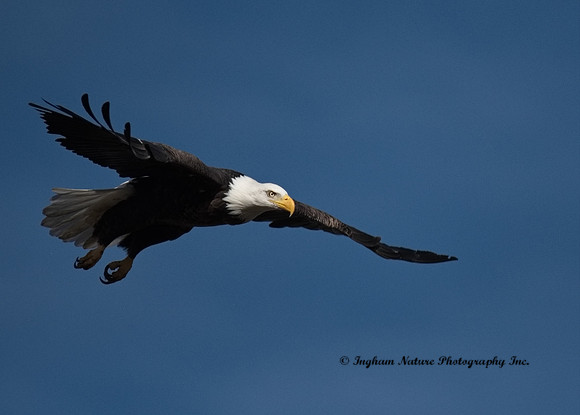 American Bald Eagle - Adult