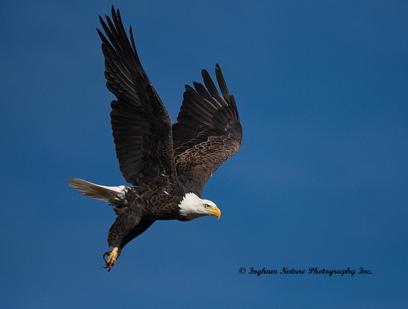American Bald Eagle - Adult