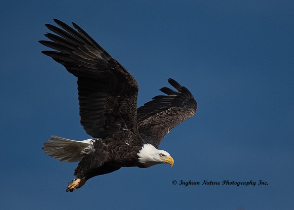 American Bald Eagle - Adult