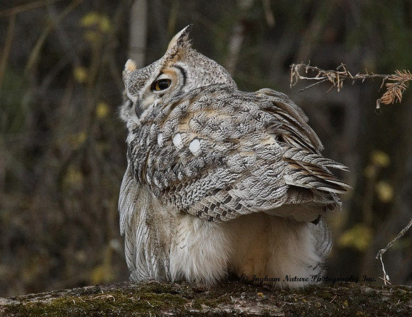 Great Horned Owl - Female