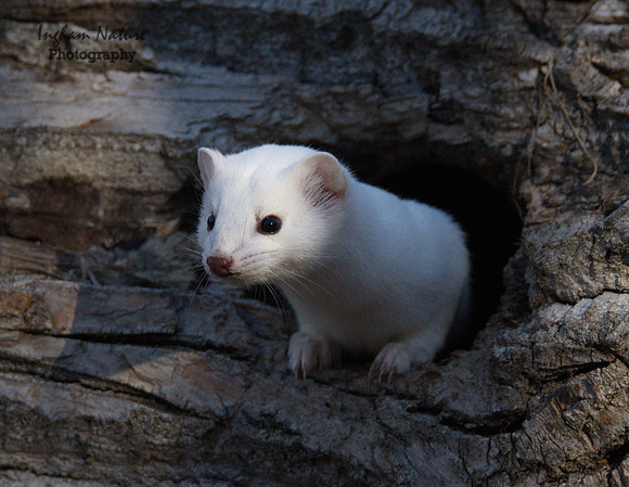 Weasel - Long Tailed