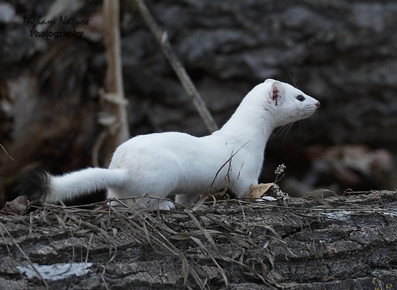 Weasel - Long Tailed