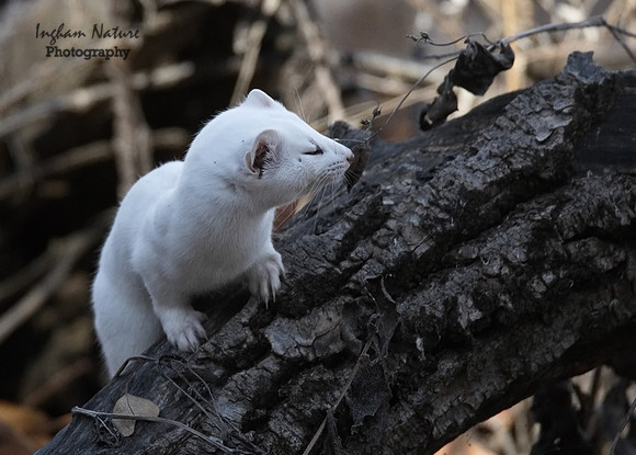 Weasel - Long Tailed