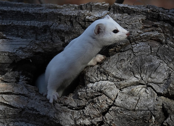 Weasel - Long Tailed