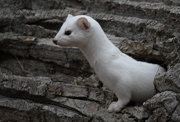 Weasel - Long Tailed