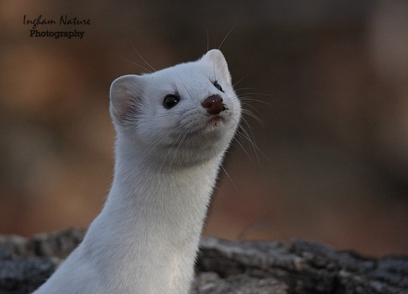 Weasel - Long Tailed
