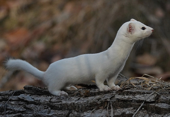 Weasel - Long Tailed