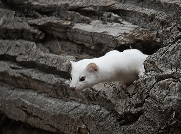 Weasel - Long Tailed