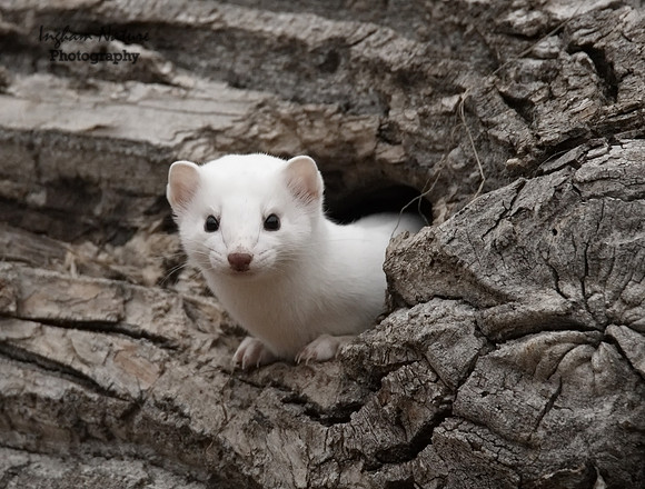 Weasel - Long Tailed