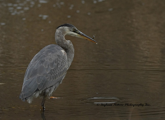 Great Blue Heron