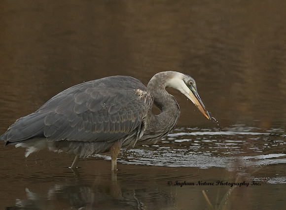 Great Blue Heron