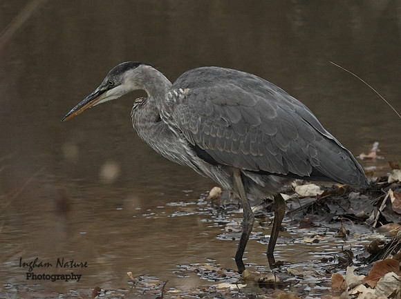Great Blue Heron