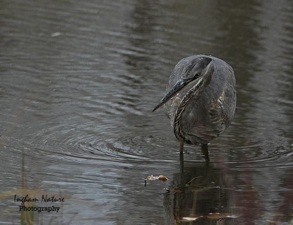 Great Blue Heron