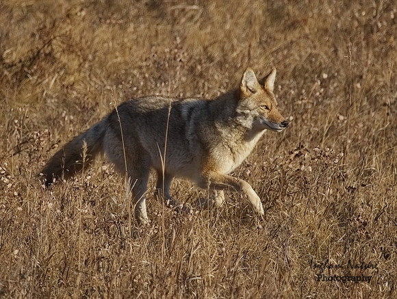 Coyote
