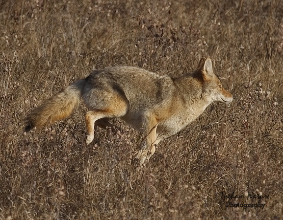 Coyote