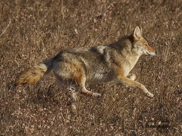 Coyote