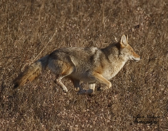 Coyote