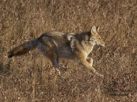 Coyote