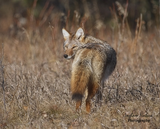 Coyote