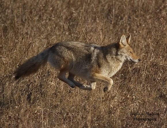 Coyote