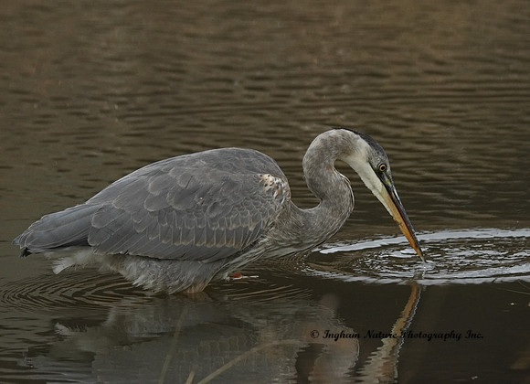 Great Blue Heron