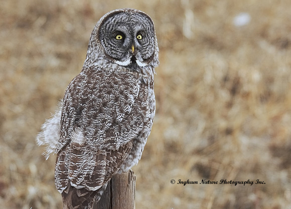 Great Gray Owl