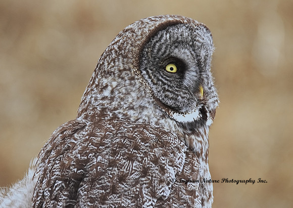 Great Gray Owl