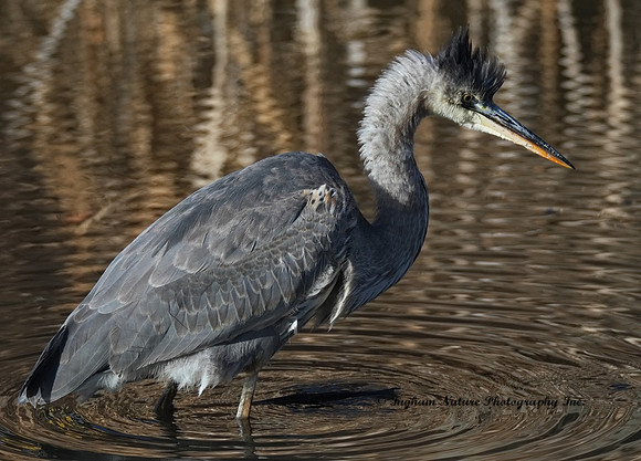 Great Blue Heron