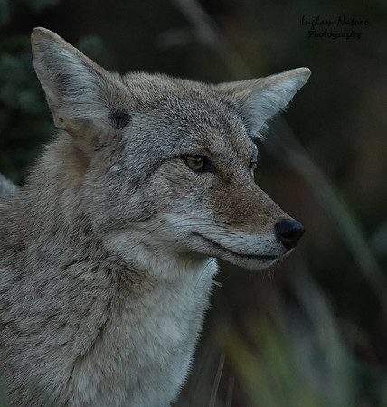 Coyote