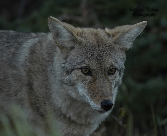 Coyote