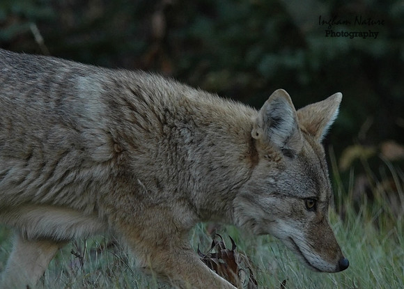 Coyote