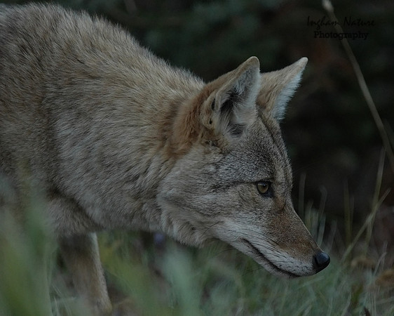 Coyote