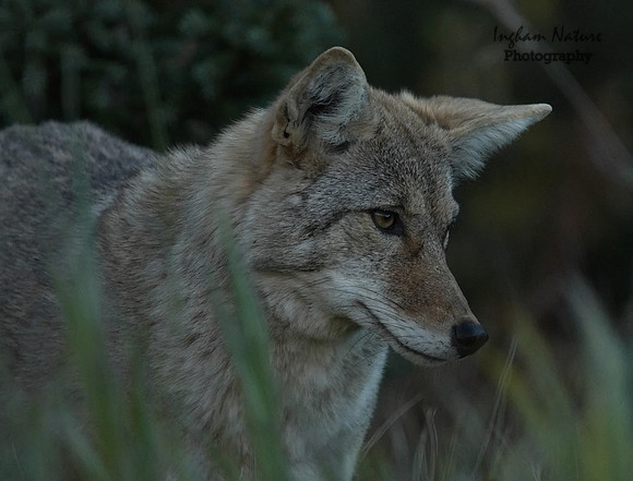 Coyote