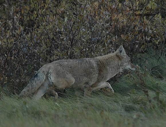 Coyote