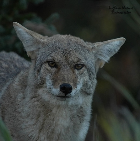 Coyote