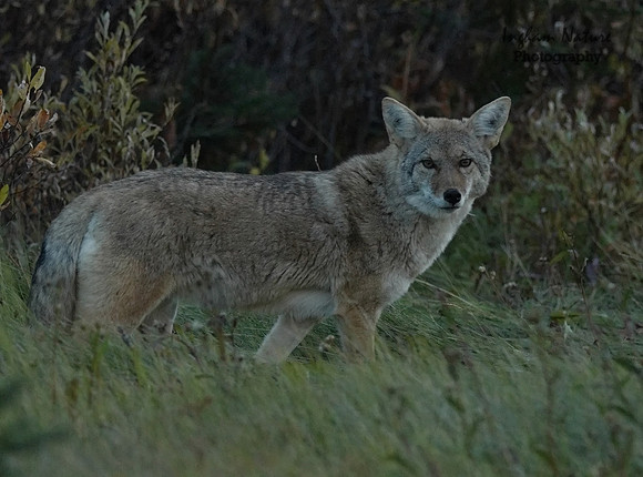 Coyote