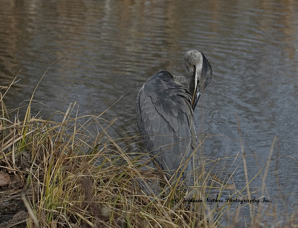 Great Blue heron