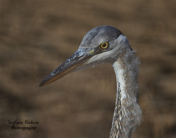 Great Blue Heron